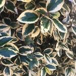 Ligustrum ovalifoliumBlad