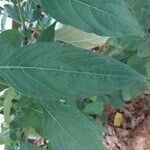 Barleria cristata Leaf