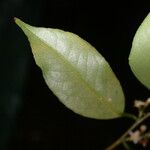 Symplocos cochinchinensis Hoja