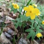 Anemone ranunculoides Flor