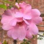Camellia saluenensis Blodyn