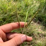 Dichanthium aristatum Flors