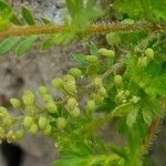 Lepidium didymum ഫലം