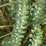 Euphorbia paralias Blad