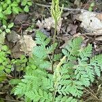 Botrychium virginianum Leaf