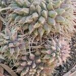 Mammillaria compressa 葉