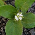 Stellaria media Flor
