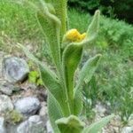 Verbascum thapsus Lehti