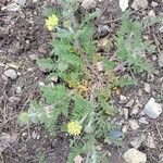 Oxytropis pilosa Hábitos