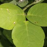 Centrosema macrocarpum Leaf