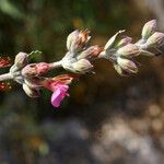 Teucrium divaricatum Fleur