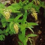 Paederota lutea Blomma