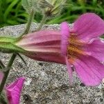 Rehmannia piasezkii Kwiat