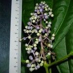 Miconia centrodesma Arall