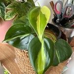 Philodendron cordatumBlad