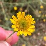 Pulicaria arabica Flower