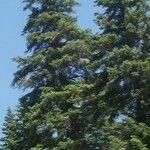 Abies cilicica List