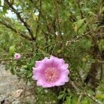 Leuenbergeria quisqueyana Flower