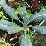 Crambe maritima Blad