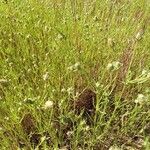 Plantago arenaria 花