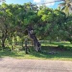 Acacia auriculiformis Habit