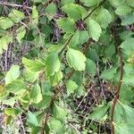 Spiraea trilobataHostoa