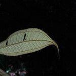 Miconia acuminata Leaf