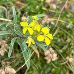 Erysimum duriaei