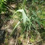 Tragopogon dubius Leaf