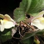 Asarina procumbens Kvet