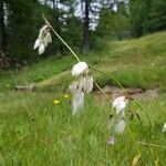 Eriophorum latifolium Flower