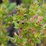 Crassula alata Flor