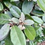 Elaeagnus macrophylla 葉