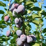 Prunus domestica Fruit