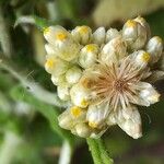 Pseudognaphalium undulatum Flower