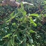 Ficus cordata Hoja