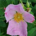 Rosa woodsiiBloem