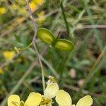 Biscutella neustriaca Fruto