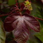 Jatropha gossypiifolia Blad