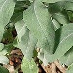 Salvia apiana Fulla