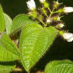 Miconia crenata পাতা