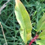 Persicaria lapathifolia 葉