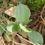 Antennaria plantaginifolia Blatt