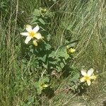 Hypericum richeri Leaf