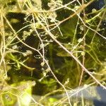 Utricularia gibba Fruitua