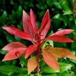 Photinia glabra List