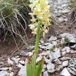 Orchis pallens 花