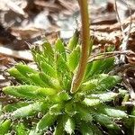 Draba aizoides Blad