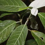 Trigonia rugosa 葉