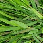 Digitaria sanguinalis Blatt